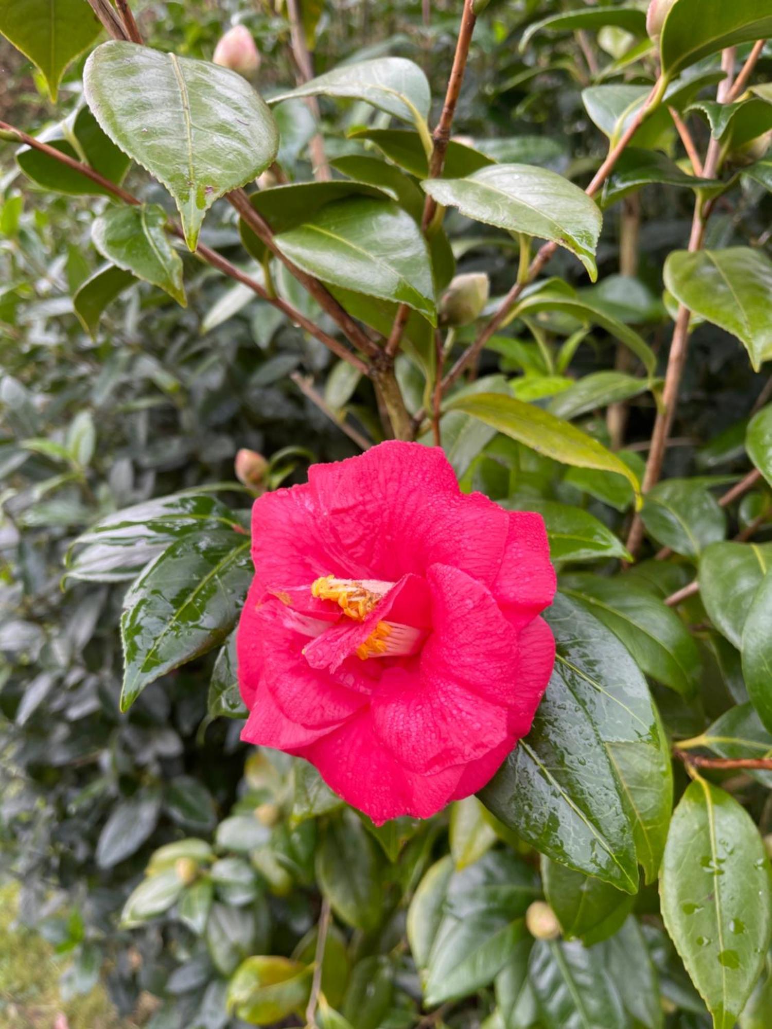 Le Camelia Villa Saint-Viâtre Eksteriør bilde